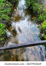 A shallow, clear stream surrounded by green vegetation, with gentle ripples on the surface.