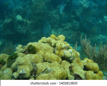 A Shallow Coral Reef In The Lower Florida Keys