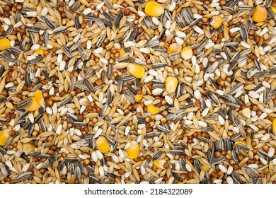 Shallow Depth Of Field Bird Seed