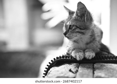 
Shallow depth of field emphasizes the kitten's profile, contrasting its fur with the soft, blurry background