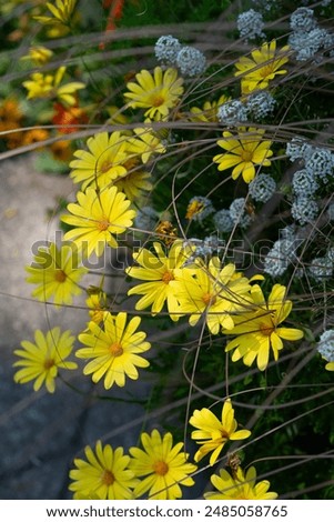 shallow depth of field focus on yellow daisies in a vase at the park