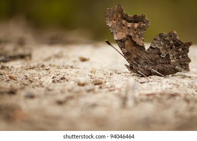 Shallow depth of field macro of a green comma (Polygonia faunus faunus) butterfly basking on a rural dirt road.