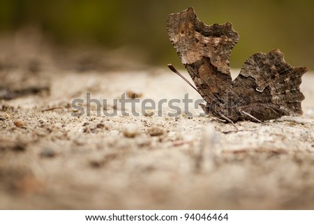 Shallow depth of field macro of a green comma (Polygonia faunus faunus) butterfly basking on a rural dirt road.