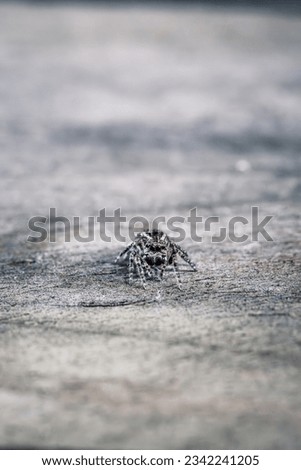 Similar – Mother-of-pearl butterfly on the ground, the wings shimmer like jewels, a living work of art