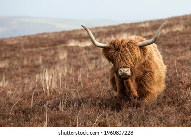 Shallow Depth Of Field Photo Of Highland Cattle Cow With Horns In The Air On Barren Moorland