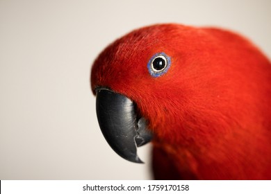shallow depth of field, selective focus with macro lens, Bright colorful female eclectus parrot (eclectus roratus)