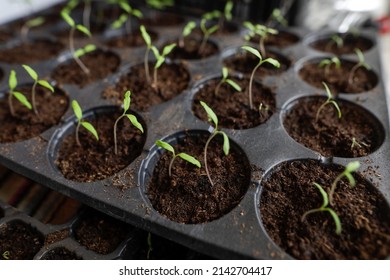 Shallow depth of field (selective focus) details with plant saplings ready to be planted.
