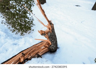Shallow depth of field (selective focus) details with a tree that broke under the weight of heavy snowfall in Bucharest, Romania.