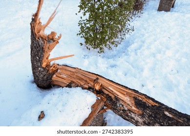 Shallow depth of field (selective focus) details with a tree that broke under the weight of heavy snowfall in Bucharest, Romania.