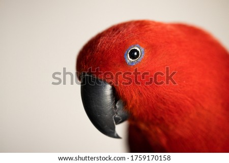 shallow depth of field, selective focus with macro lens, Bright colorful female eclectus parrot (eclectus roratus)