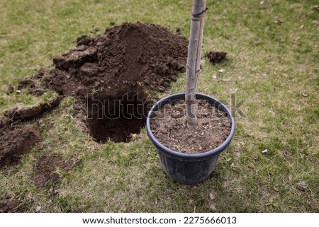 Shallow depth of field (selective focus) details with a tree sapling during a planting activity.