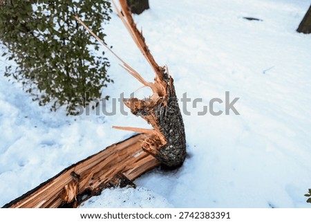 Shallow depth of field (selective focus) details with a tree that broke under the weight of heavy snowfall in Bucharest, Romania.