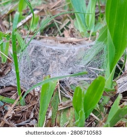 ‎Close-up shallow depth of field shot of thin spider web adorned with dew, nestled among lush green grass and dry straw on ground. Transparent water droplets highlight fragile web texture, serene natural detail of garden or wilderness environment.