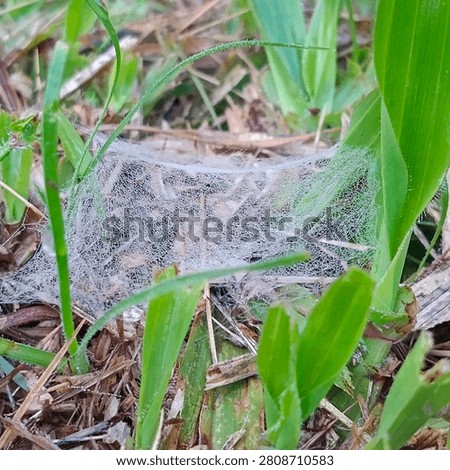 ‎Close-up shallow depth of field shot of thin spider web adorned with dew, nestled among lush green grass and dry straw on ground. Transparent water droplets highlight fragile web texture, serene natural detail of garden or wilderness environment.
