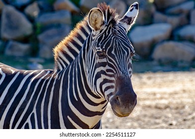 Shallow depth of field of a zebra head, neck and back with crisp black and white stripes, long nose with diamond pattern, perked up ears and stiff mane glowing in sunlight with moss stone background.