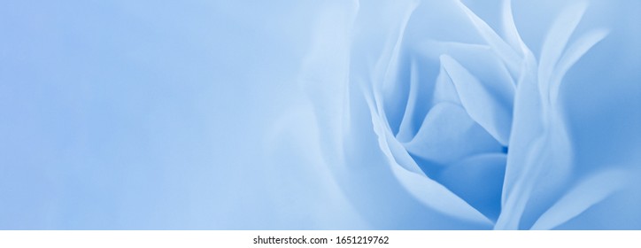 Shallow DOF fragile soft rose petals on blurred classic blue background. Floral template with soft blurry effect and copy space for celebrating Valentine's Day, Mother's Day, wedding and Birthday