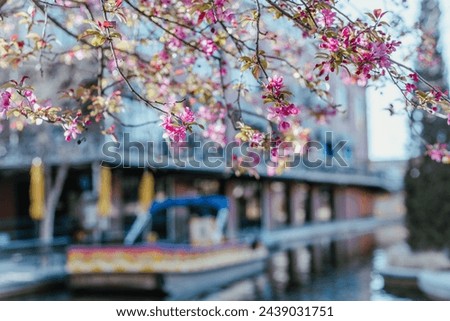 Shallow DOF redbud flower blossom, spring tender leaves with historic brick building background at Bricktown entertainment district, riverside canal water taxi tour, travel destination, Oklahoma. USA