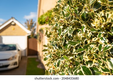 Shallow focus of a autumn holly bush seen by the side of a house during a sunny day. A parked German car is seen on a driveway and the garage behind.