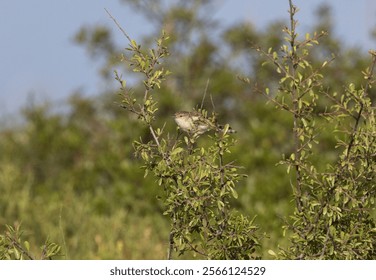 A shallow focus of a booted warbler bird perched on a green bush - Powered by Shutterstock