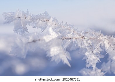 A shallow focus closeup shot of a frozen branch on a winter afternoon