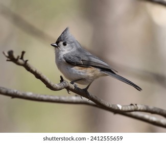 A shallow focus close-up of a tiny tufted titmouse bird sitting on a tree branch