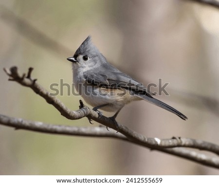 A shallow focus close-up of a tiny tufted titmouse bird sitting on a tree branch