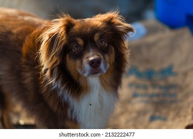 A Shallow Focus Of A Cute Brown And White Australian Shepherd Farm Dog Looking At The Camera