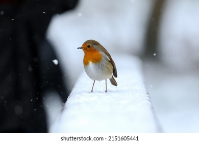 A Shallow Focus Of A European Robin Bird Standing On Snow With A Blurry Background
