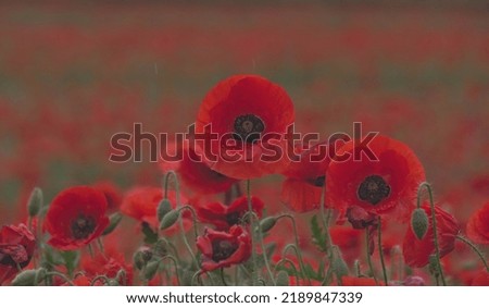 Poppy Field I Nature