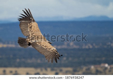 Similar – Foto Bild Griffon Vulture (Gyps fulvus) freigegeben