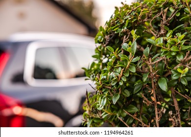 Shallow focus image of a large, luxury SUV seen parked in a private courtyard. The foreground shows an in focus privet ornate hedge next to the entrance of this private home.