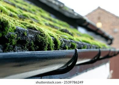 Shallow focus of a large moss section on a cottage roof. In constant shade, a high degree of dampness and roof damage is present.