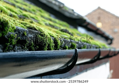 Shallow focus of a large moss section on a cottage roof. In constant shade, a high degree of dampness and roof damage is present.