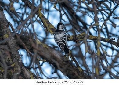 A shallow focus of Lesser spotted woodpecker bird perched on a tree branch - Powered by Shutterstock