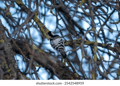 A Shallow focus of Lesser spotted woodpecker bird perched on a tree branch - Powered by Shutterstock