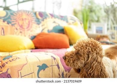 Shallow Focus Of A Mini Poodle Dog Seen Looking Out For Her Owner From Inside A Conservatory.