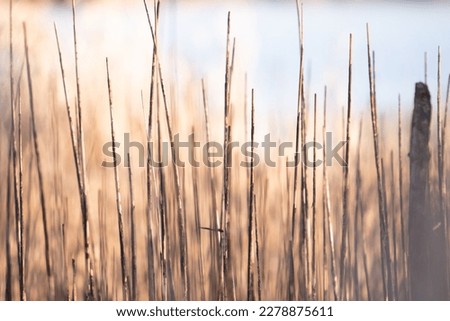 Shallow focus on dream like image of dried grasses and reeds along a marsh wetland river bank ecosystem in the late fall and winter season