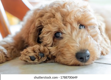 Shallow focus on the eyes of a beautiful pedigree miniature poodle puppy. Seen sulking under a kitchen table on the cool floor tiles. - Shutterstock ID 1788700649