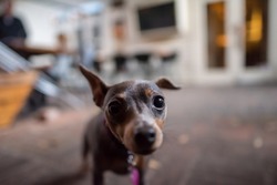 Shallow Focus On Just The Eye Of A Sweet, Cute,curious Dog Who Is Rushing The Camera With Excitement. Chihuahua Mix.