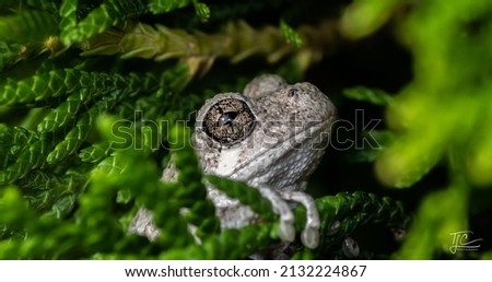 A shallow focus of a Peron's tree frog with green plants and leaves in the forest