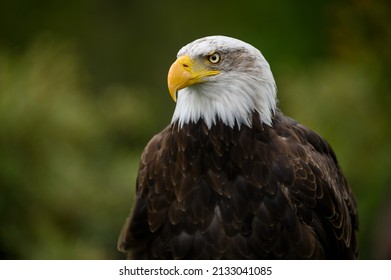 A shallow focus photo of a bald eagle, England