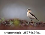 A shallow focus shot of adorable Northern wheatear searching for food around the beach in Scotland