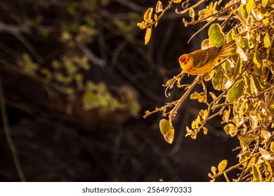 A shallow focus shot of American yellow warbler bird perched on a twig on a sunny day - Powered by Shutterstock