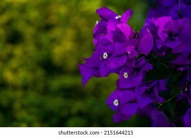 A Shallow Focus Shot Of A Barren Bougainvillea In The Garden On A Sunny Day With A Blurred Background