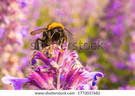 Foto Bild Bombus Hummel Erdhummel