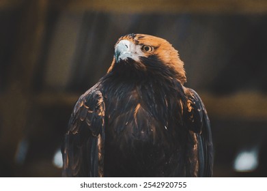 A shallow focus shot of a Berkut bird looking at its right side - Powered by Shutterstock