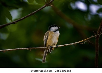 A shallow focus shot of a Black-capped chickadee bird perched on a tree branch - Powered by Shutterstock