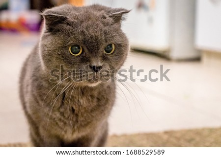 Similar – Image, Stock Photo British Shorthair