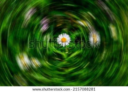 Similar – Image, Stock Photo close contact Animal Daisy