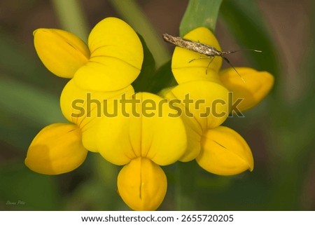 A shallow focus shot of a Diamondback moth insect on Bird's-foot trefoil flower